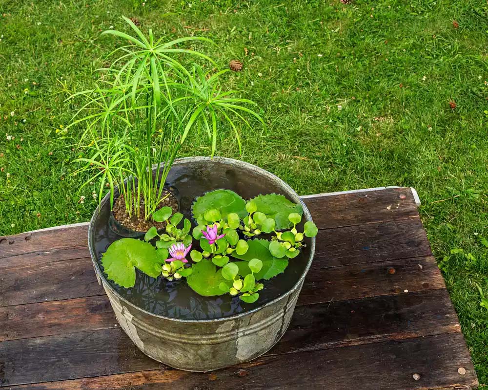 Tub Water Garden with Several Types of Aquatic Plants