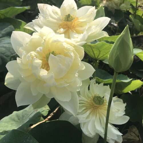 'Yellow Peony' Live Lotus Plant — close-up of flowers.