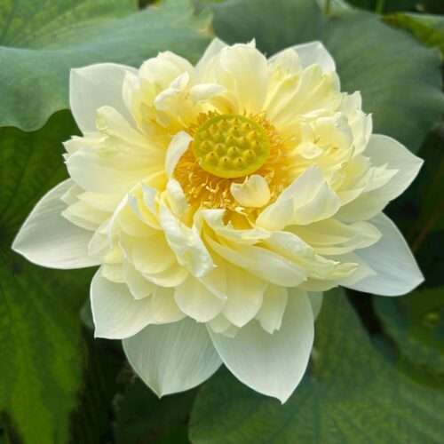 'Yellow Peony' Live Lotus Flower
