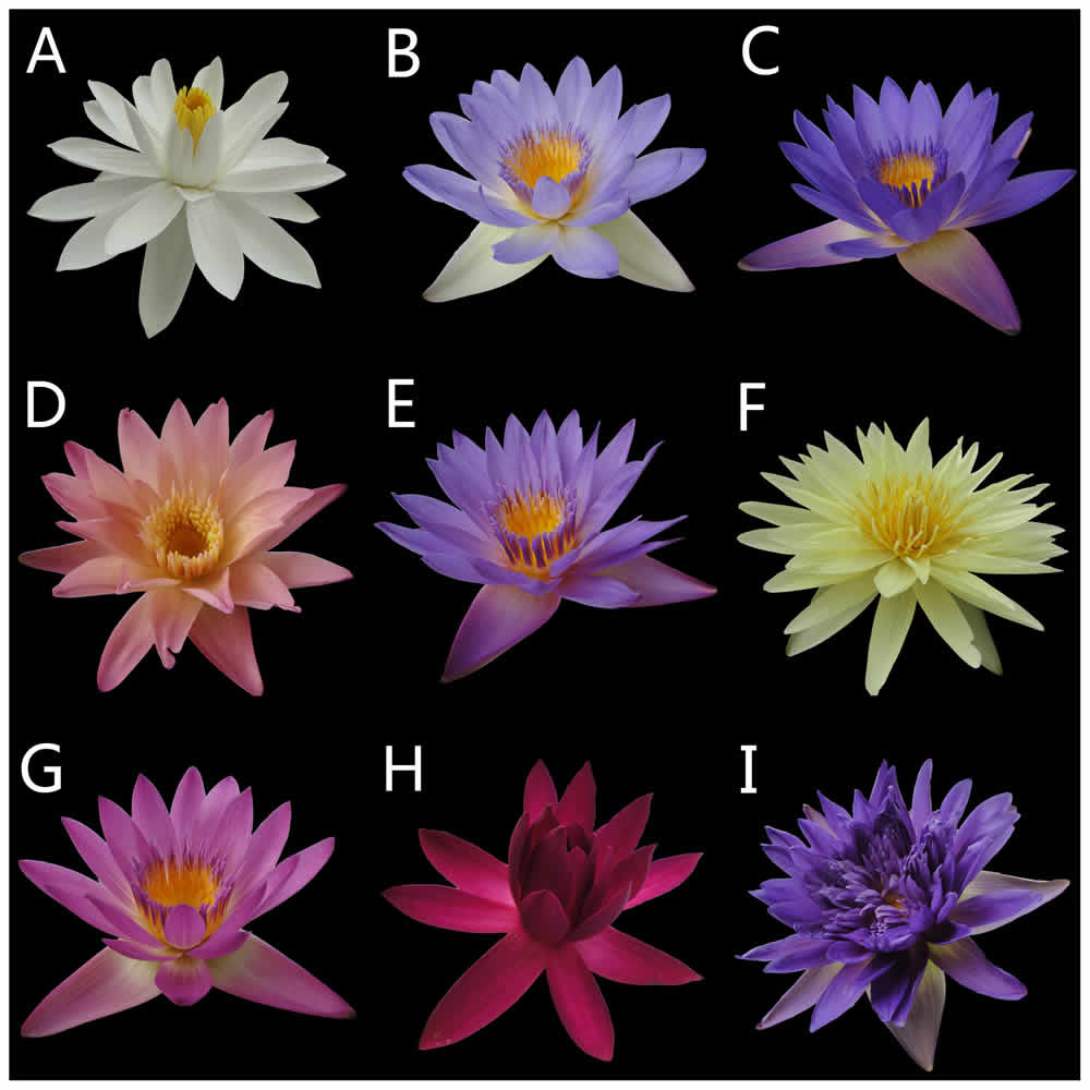 Colors of Water Lilies, Zheng et. al