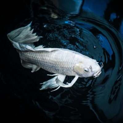 White Carp Fish or Butterfly Koi Fish Platinum Color in Pond