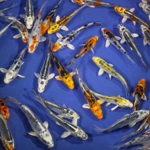 Skeleton Koi Mix