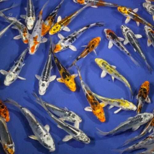 Skeleton Koi Fish