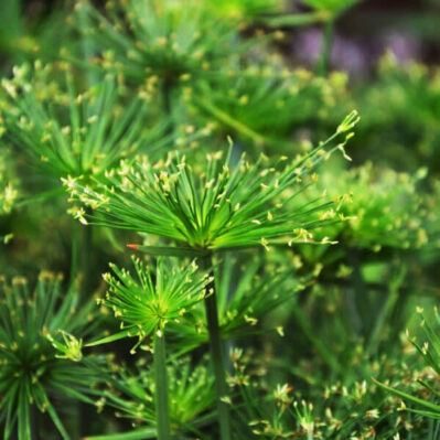 Dwarf Giant Papyrus Marginal Pond Plants