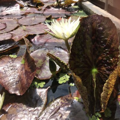 Rhapsody in White Tropical Water Lily