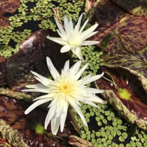 Two Rhapsody in White Tropical Water Lilies