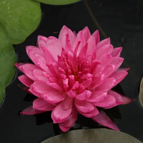 'Fuschia Pom Pom' Water Lily