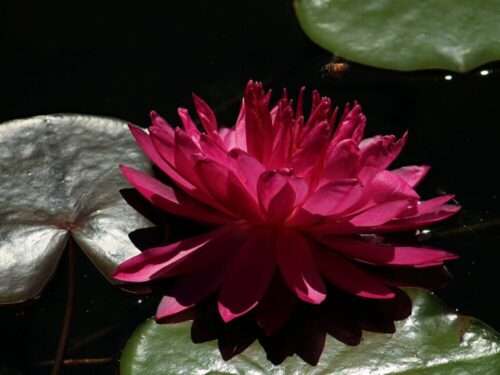 ‘Fuchsia Pom Pom’ Hardy Water Lily with Bee Landing
