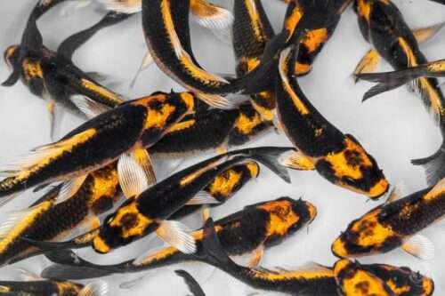 Kabuto Koi Fish