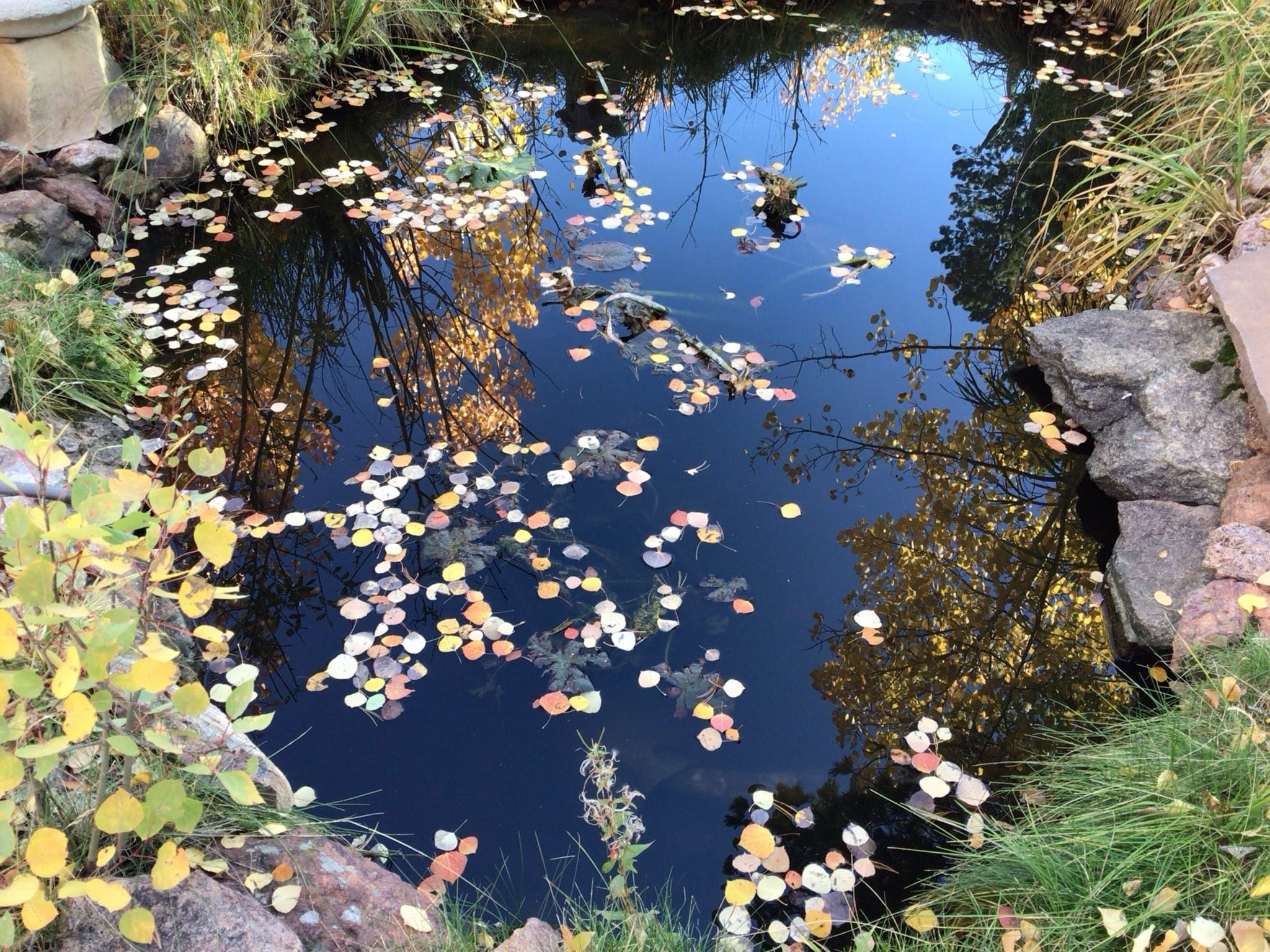 pond with fallen leaves