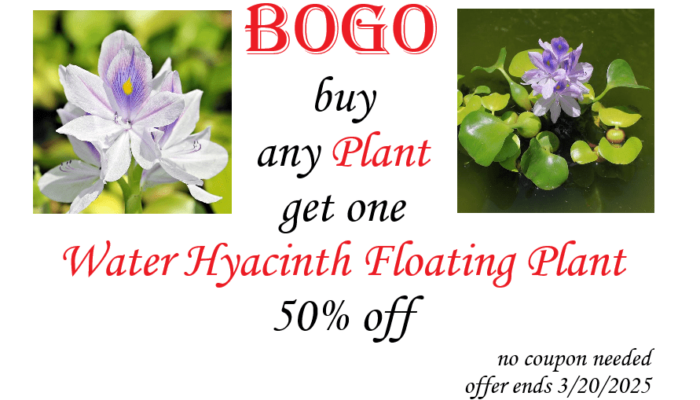 Promo slide - buy one plant get Water Hyacinth Floating plant 50% off