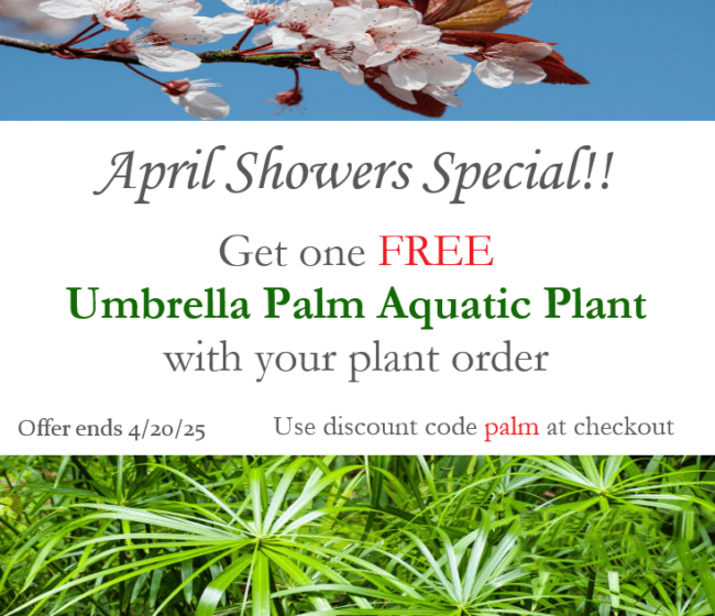 April Showers Promo