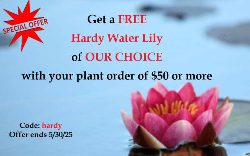 Promo banner for free hardy water lily