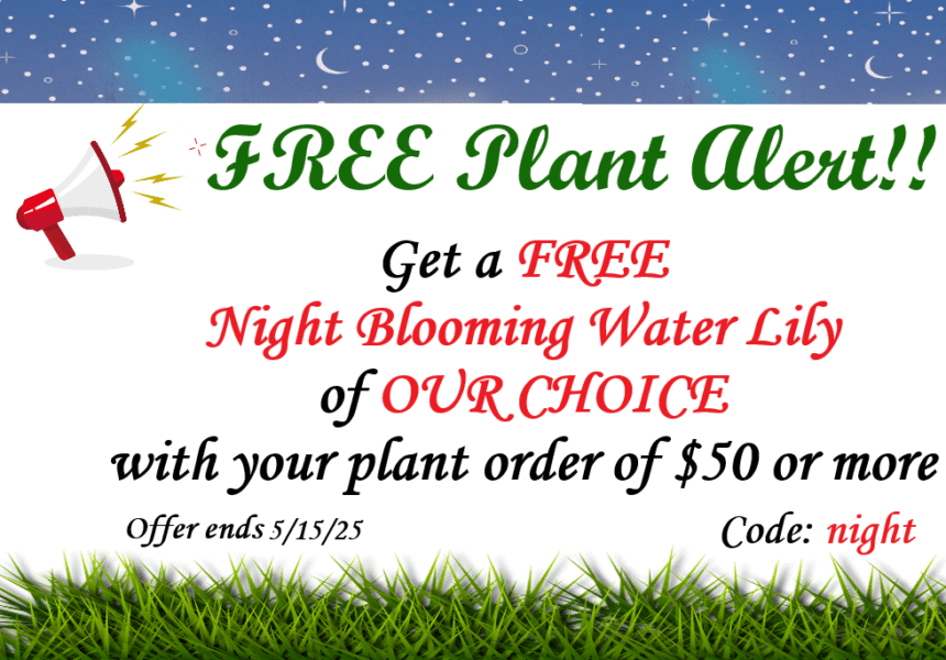 Extended Promo for Night Blooming Water Lily