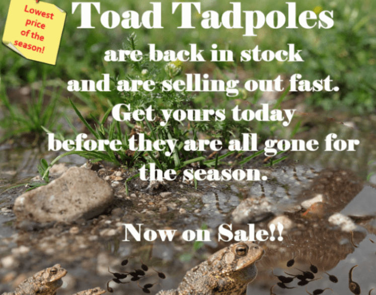 Toad Tadpole restock banner promo