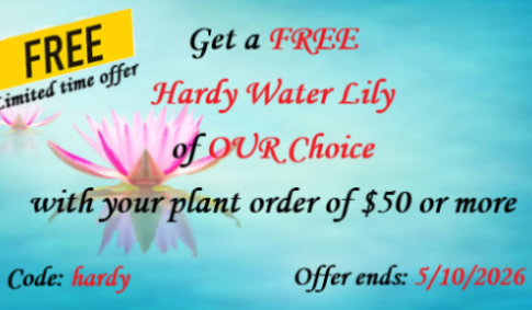 promo banner for free hardy water lily with purchase of $50 or more