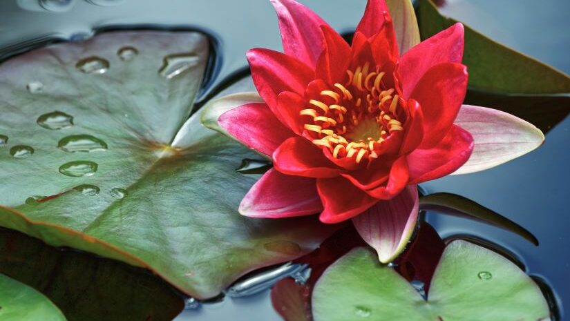 banner picture of lily