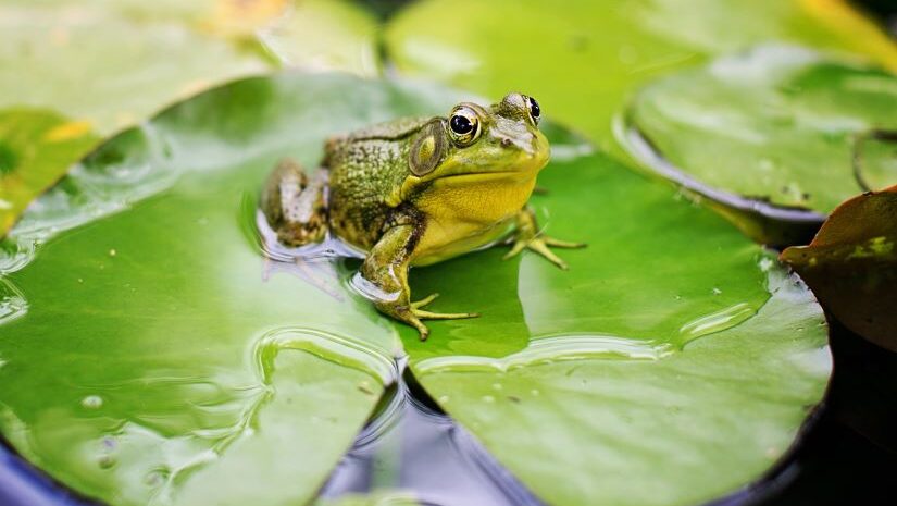 banner picture of frog on lily pad