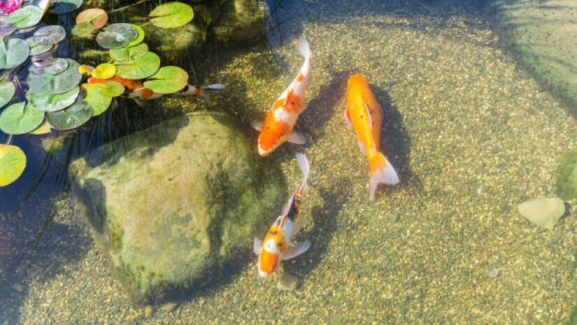 banner picture of koi in pond