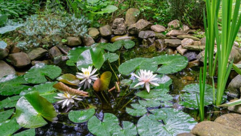 banner image of pond with plants