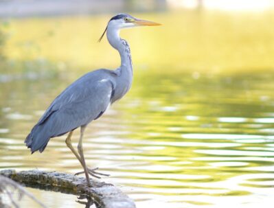 Pond pest management srcset=